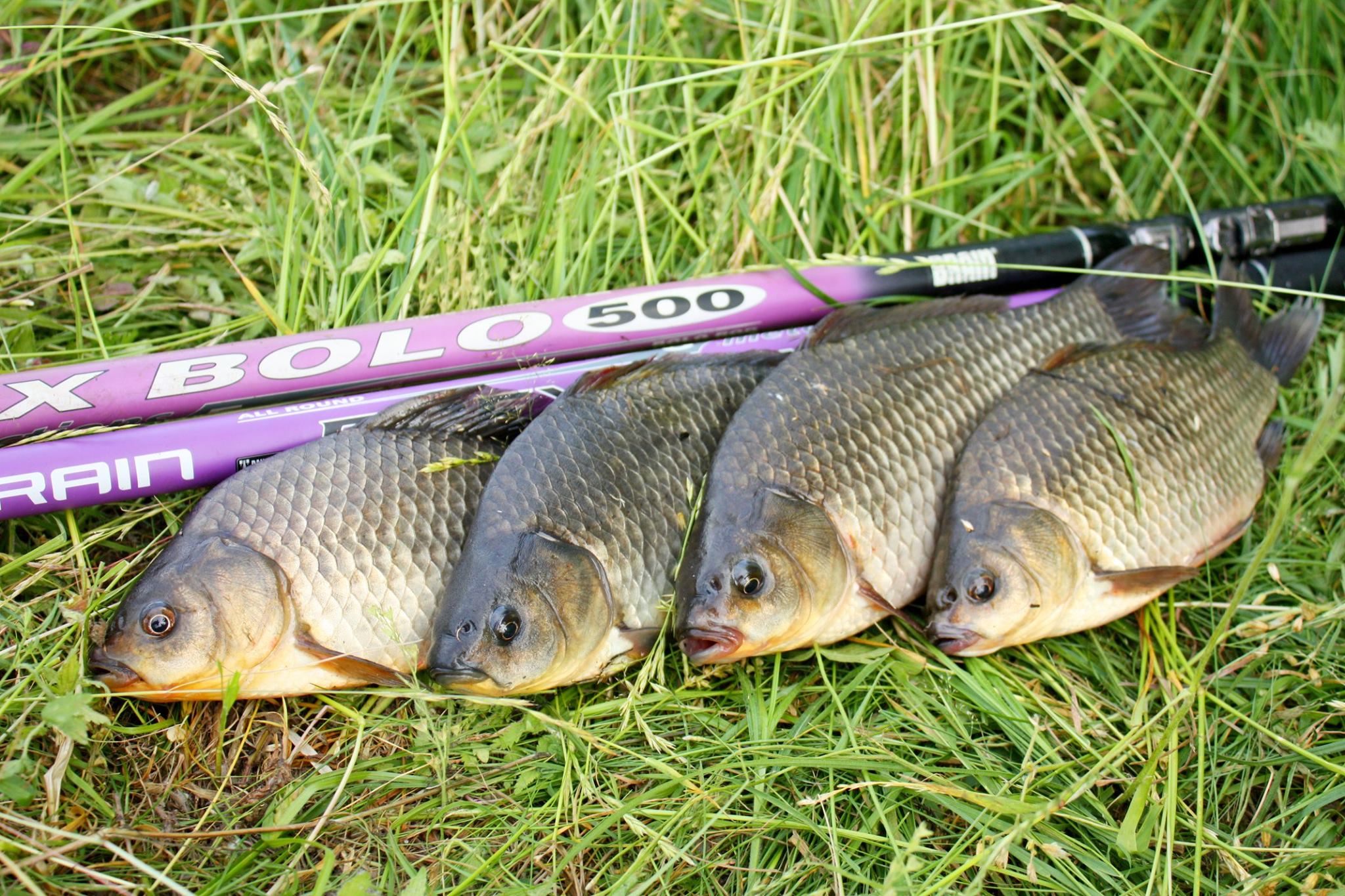 Удочка Brain Apex Bolo NEW