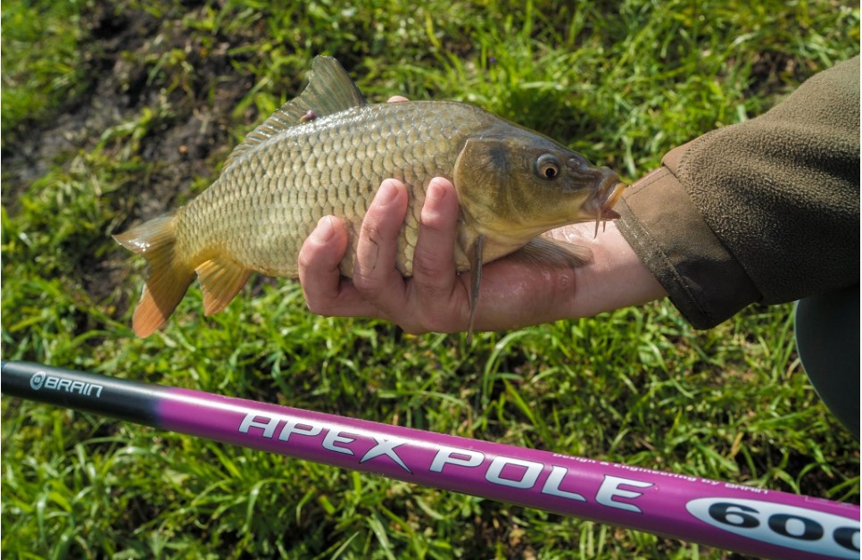 Удочка BRAIN APEX Pole NEW