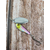 Мормышка Select Heli-X №3 10.0g #08, Вес: 10г, Цвет блесны: 08, фото , изображение 4