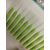 Силікон Keitech Sexy Impact 2.8" 12, колір:424 lime chartreuse, Довжина силікону: 2.8" (7.1 см), Колір силікону: 424 Lime Chartreuse, фото , изображение 10