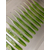 Силікон Keitech Sexy Impact 2.8" 12, колір:424 lime chartreuse, Довжина силікону: 2.8" (7.1 см), Колір силікону: 424 Lime Chartreuse, фото , изображение 11