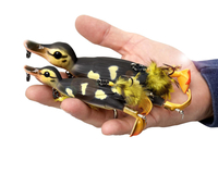 Воблер Savage Gear 3D Suicide Duck 150F 150mm 70.0 g #01 Natural, Розмір/Вага: 150мм/70г, Колір воблера: Natural, фото , изображение 4