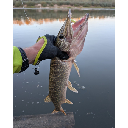 Риболовна рукавичка Select Pike-II ліва L — для безпечного виважування риби, комфортна та водостійка (+ карабін із магнітним кріпленням), Розмір: L (ліва), фото , изображение 7