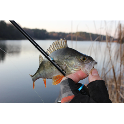 Спиннинг Favorite Blue Bird (2020) BB1-732L-T 2.19m 3-12g Fast, Модель: 2.19m 3-12g, фото , изображение 12