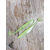 Силікон Keitech Easy Shiner 2" (12 шт/уп),, колір: ea#19 electric chart shad, Довжина силікону: 2" (5.1 см), Колір силікону: EA#19 Electric Chart Shad, фото , изображение 6
