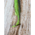 Силікон Savage Gear Fat Minnow T-Tail 105mm 11.0g Chartreuse Pumpkin (поштучно), Довжина силікону: 105mm, Колір силікону: Chartreuse Pumpkin, фото , изображение 4