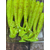 Силикон Keitech Swing Impact 2" (12 шт/упак), цвет: pal#01 chartreuseredflake, Длина силикона: 2" (5.1 см), Расцветка силикона: PAL#01 Chartreuse Red Flake, фото , изображение 7