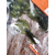 Силикон Reins AX Craw Mini 2" 001 Watermelon Seed (12шт/уп), Длина силикона: 2.0" (5,08 см), Расцветка силикона: 001 Watermelon Seed, фото , изображение 6