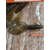 Силикон Reins AX Craw Mini 2" 002 Green Pumpkin (12шт/уп), Длина силикона: 2.0" (5,08 см), Расцветка силикона: 002 green pumpkin, фото , изображение 7