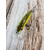 Воблер X-Fish Chipotel 50F 50mm 6g #229 (0.8-1.5m), Розмір/Вага: 50mm/6g, Колір воблера: 229, фото , изображение 4