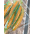 Силикон Keitech Easy Shiner 2" (12 шт/упак), цвет: pal#11 rotten carrot, Длина силикона: 2" (5.1 см), Расцветка силикона: PAL#11 Rotten Carrot, фото , изображение 7
