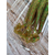 Силикон Keitech Swing Impact 4.5" (6 шт/упак), цвет: ea#02 peach green flk., Длина силикона: 4.5" (11.4 см), Расцветка силикона: EA#02 Peach Green FLK, фото , изображение 7