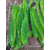 Силікон Keitech Easy Shiner 2" (12 шт/упак), колір:424 lime chartreuse, Довжина силікону: 2" (5.1 см), Колір силікону: 424 Lime Chartreuse, фото , изображение 9