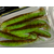 Силикон Keitech Easy Shiner 3" (10 шт/упак) ц:401 greenpumpkinpp.chart, Длина силикона: 3" (7.6 см), Расцветка силикона: 401 Green Pumpkin/Chartreuse, фото , изображение 12