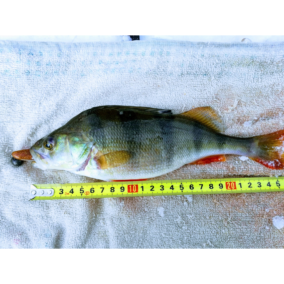 Силікон Select Easy Shad 3" #103 — їстівний віброхвіст для судака, щуки та великого окуня (5 шт/упак), Довжина силікону: 3" (7.62 см), Колір силікону: 103, фото , изображение 15